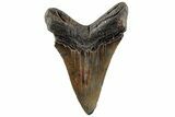 Serrated, 4.19" Fossil Megalodon Tooth - South Carolina - #200818-1